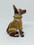 Xolo mini sentado sueter naranja viendo de frente