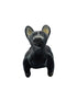Xolo mini (2) negro viendo de frente